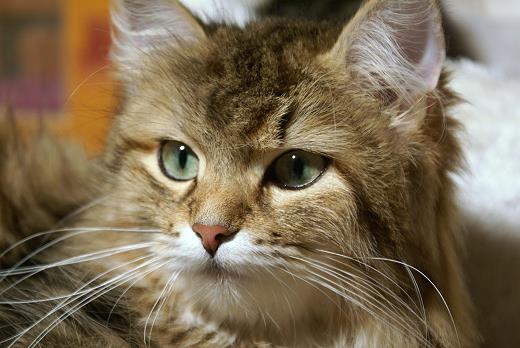 Sibirische Katze Spirit of New Heaven&acute;s Catjuscha